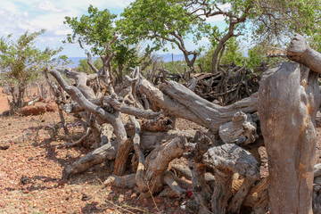 Traditional African livestock kraal