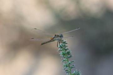 dragonfly on leaf