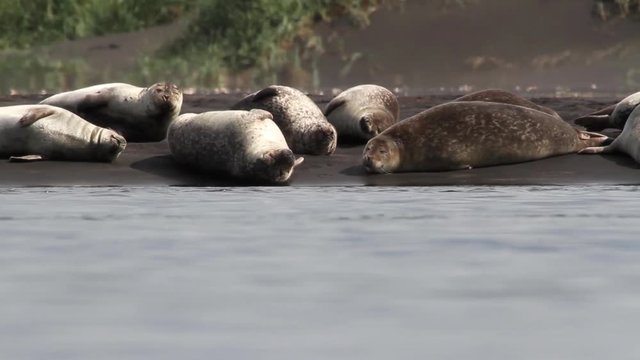 Iceland Seals on the shore Beautiful steady shot of seals and arctic tern birds on the shore in Iceland