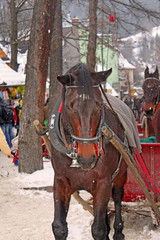 Brown horse on Krupowki street in Zakopane in the winter, Poland