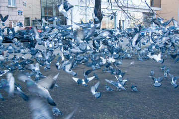Obraz premium A flock of urban pigeons soars