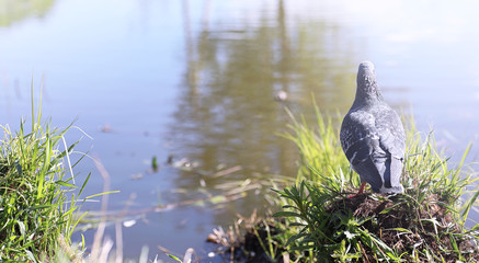 Pigeon on the shore of the pond. A gray bird by the river. The dove feeds near the pond in the spring.
