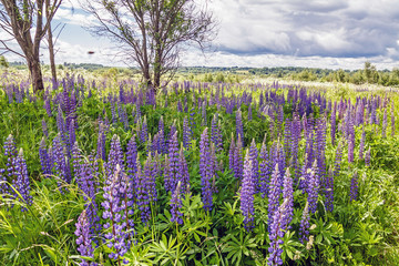 Lavender plants and flowers