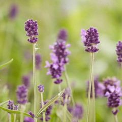 beautiful delicate bright flowers muscari adorning the lawn in a summer park or garden