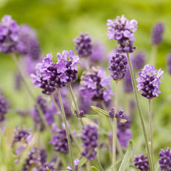 beautiful delicate bright flowers muscari adorning the lawn in a summer park or garden