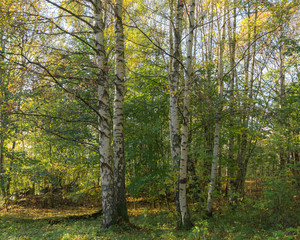 Two iscolated tress in local forest during autumn