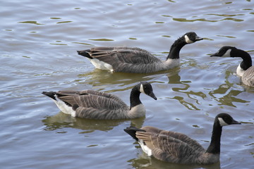 Obraz premium Geese