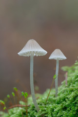 Bonnet mushroom, Mycena metata