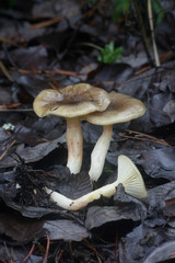 Hygrophorus hypothejus, commonly known as herald of the winter