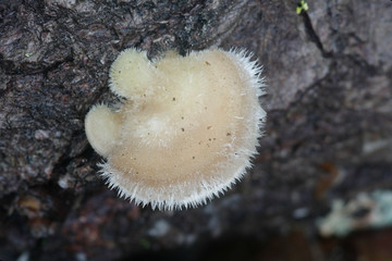 Hairy bracket fungus, Trametes hirsuta