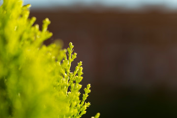 Green plant edge on a brown blurry background