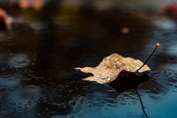 Autumn leaf covered by water raindrops on a dark blurred background