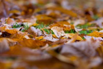 Orange autumn leaves on the ground