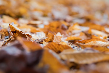 Orange autumn leaves on the ground