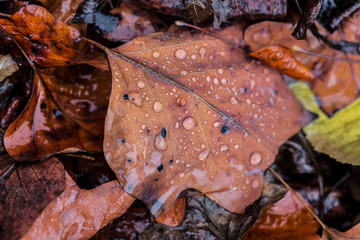 Brown leaf on water raindrops