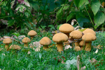 Phaeolepiota aurea, Golden Bootleg mushroom
