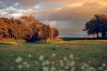 Sunset landscape on a green field