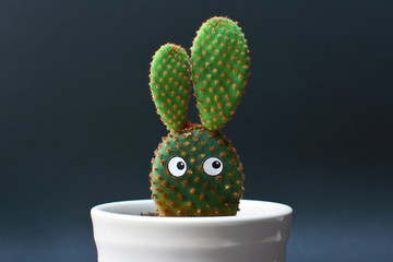 Funny potted Opuntia microdasys bunny ears cactus with googly eyes in front of dark background