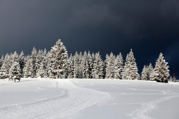 Snowy fir trees