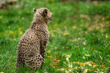 Gepardenbaby © Ronny Müller