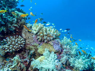 Fototapeta na wymiar Colorful coral reef on the bottom of tropical sea, underwater landscape