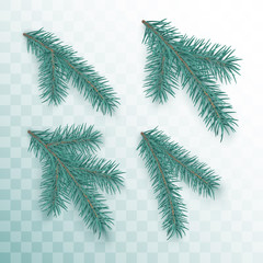 Conifer branches set. Green branches of a Christmas tree isolated on transparent background. Holiday decor element. Vector illustration