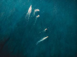 Surfers in blue ocean waiting wave. Aerial view with drone