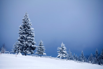 Fototapeta premium Snowy fir trees