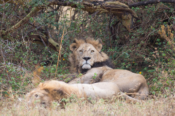 Obraz na płótnie Canvas Resting lion