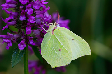 Zitronenfalter (Gonepteryx rhamni) auf einer Staude