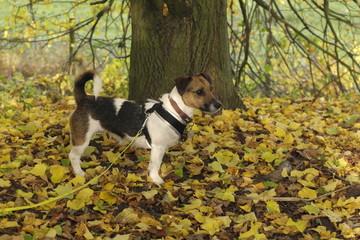 Jack Russell