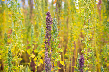 Quinoa field in Ecuador