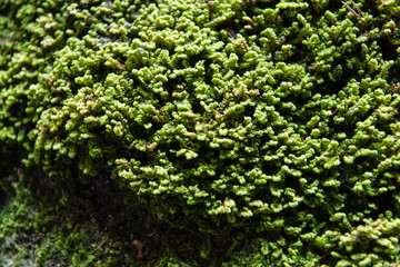 A moss growing on a rock.
