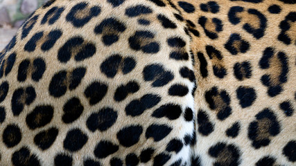 Beautiful Leopard skin texture background natural pattern, with Copy Space for Text..