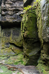 Fern growing on rock.