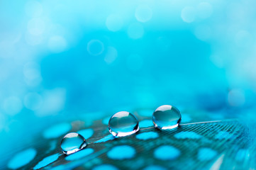 A abstract image of blue color fluffy feathers with macro water dew drop, beautiful natural...