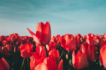 Foto op Canvas Red Tulips In The Garden © Metamorphosa