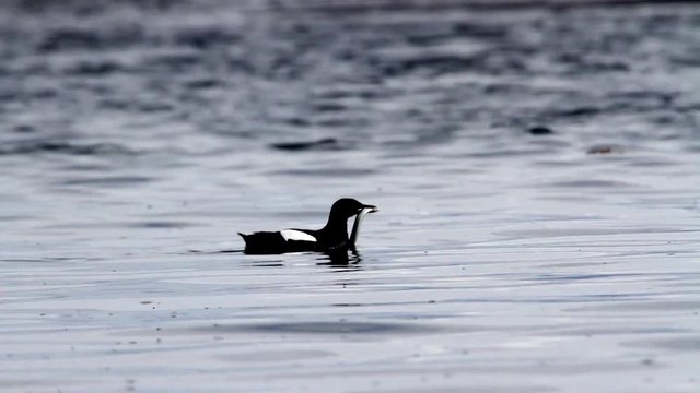 Black guillemot in the lake and eats worm