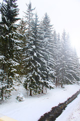 Magical winter wonderland scene as mountain stream runs through snowy pine forest in Zakopane, Poland