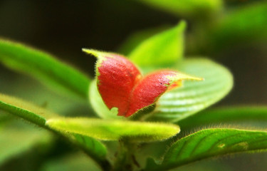 a red flower in the amazon jungle