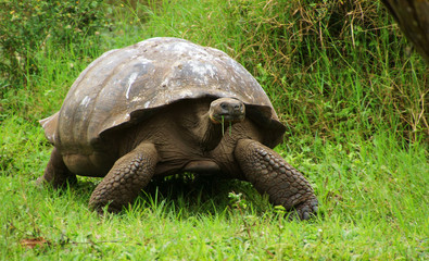 Fototapeta premium Galapagos Giant Tortoise with full mouth