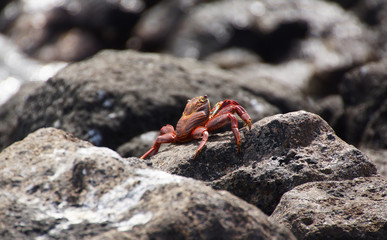 Sally Lightfoot Crab on a stone