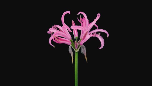 Time-lapse of opening pink nerine lily 4a1 in PNG+ format with ALPHA transparency channel isolated on black background