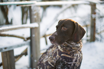 German shorthaired pointer Hunter dog  Head shot portrait of Adorable dog in freezy winter time Cute dog sitting and looking 