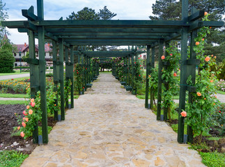 Post and beam pergola with flowering roses. Keszthely, Hungary.