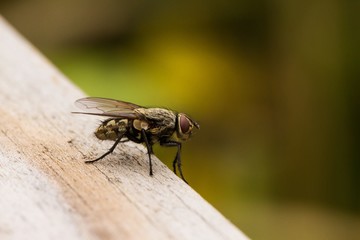 Fliege auf einer Holzbrücke 