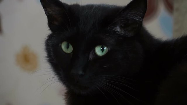 The face of the black cat
