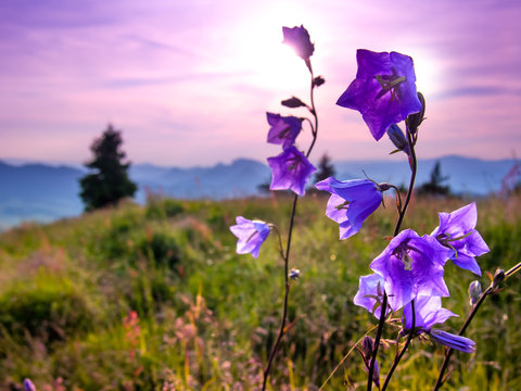 Campanula Bellflowers at Pieniny Mountains Background.