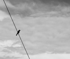 preto e branco, minimalismo 