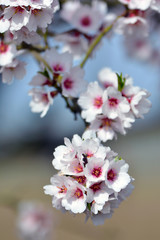 Close up of branch with white and dark pink almond blossom flowers on German Prunus Dulcis tree in Spring